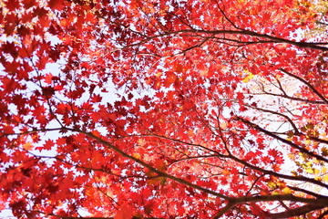 空いっぱいの秋の紅葉