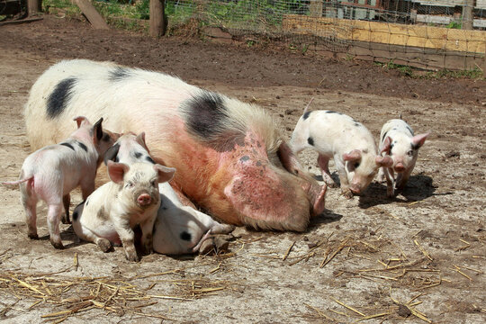 Gloucestershire Old Spots sow pig with happy piglets in a farm.