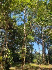 trees in the park