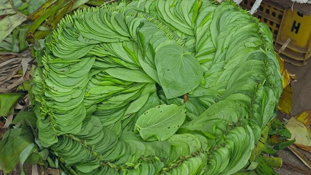 Closeup of the betel, paan, or piper betle leaves in a basket for sale