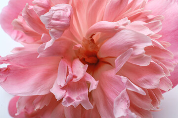 Macro view of beautiful peony flower