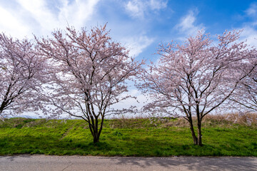 石川県河北潟の母恋街道の桜並木