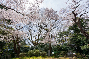石川県河北潟の母恋街道の桜並木