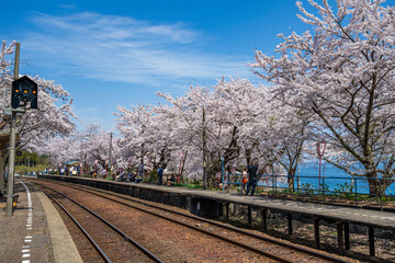 能登さくら駅の別名がある能登鹿島駅の桜