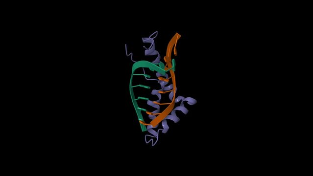 Structure of human SRY-DNA complex. Animated 3D cartoon and Gaussian surface models, PDB 1hrz, black background