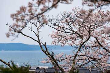 桜が満開の七尾市の小丸山城址公園