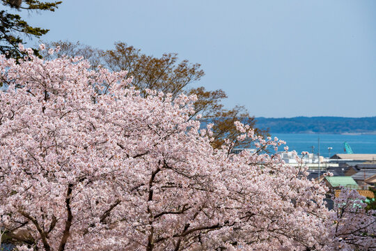 桜が満開の七尾市の小丸山城址公園