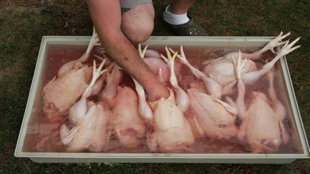 Washing or cleaning freshly processed chickens or broilers organically raised in back yard farm.