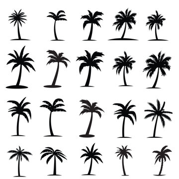 Black palm trees are set isolated on a white background. Palm silhouettes. Design of palm trees for posters, banners, and promotional items. Vector illustration