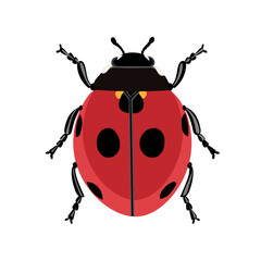Ladybug vector illustration on white backgeound.