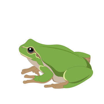 Green frog on white background ,vector illustration.
