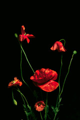 A stylish composition of opium flowers on a dark background. ideal for interior decoration, posters. fantastic and mysterious flower arrangement. Opium flowers fascinate and attract the eye. passion - obrazy, fototapety, plakaty