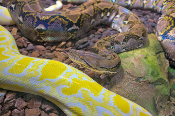 Reticulated python snake with head raised. Tropical fauna. Wildlife and zoology. Photography of nature and animals.
