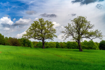 trees in the field, Linacre Reservoirs