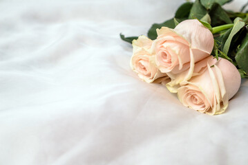 The branch of pink roses on white fabric background 