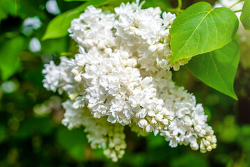 Inflorescence of a white lilac against a blue sky

