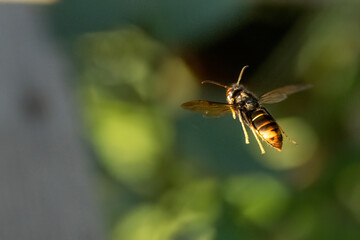 Asiatische Hornisse (Vespa velutina), eingeschleppte aggressive Art, Meldepflicht in einigen...