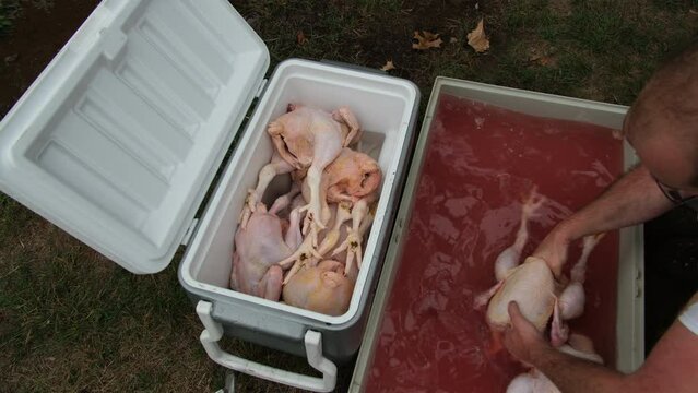 Washing freshly processed chickens or broilers freshly butchered from own grow organic farm and placing clean poultry in cooler.