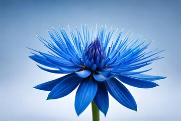 blue flower with drops - obrazy, fototapety, plakaty