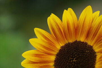 Schönes Detail einer blühenden Sonnenblume