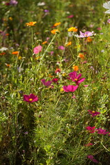 Garten mit zahlreichen Blumen wie Kosmeen, 