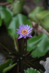 A beautiful blue water lily , lotus flower in courtyard ."selective focus" "shallow depth of field" " follow focus" or " blur".