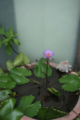 A beautiful blue water lily , lotus flower in courtyard .