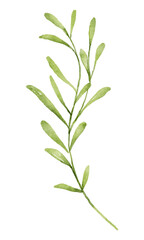 Fototapeta na wymiar Leaves, leaf digital botanical illustration. Watercolor hand drawn. 