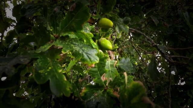 Detailed Macro Shot of European Oak Leaf and Acorn