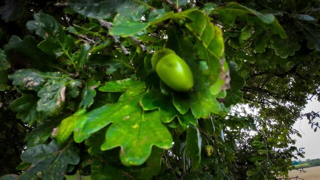 Detailed Macro Shot of European Oak Leaf and Acorn