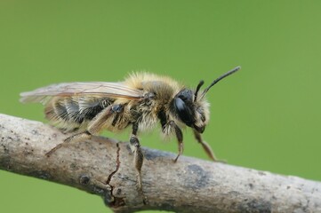 Closeup shot of a female, small allow mining bee, Andrena praecox, sitting on a twig