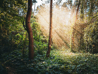 morning in the forest