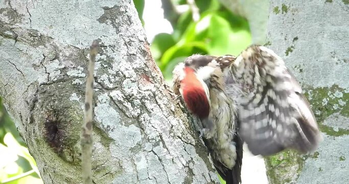 Black-rumped flameback on a tree
