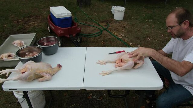 Man processing his freshly butchered broilers after organically raising them in his back yard farm.