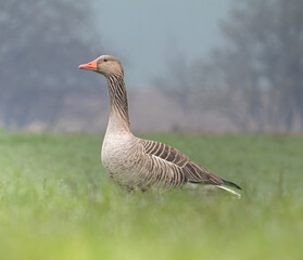 goose on the grass