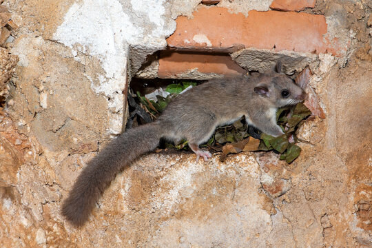Edible dormouse // Siebenschl&auml;fer (Glis glis)