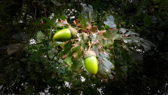 Detailed Macro Shot of European Oak Leaf and Acorn
