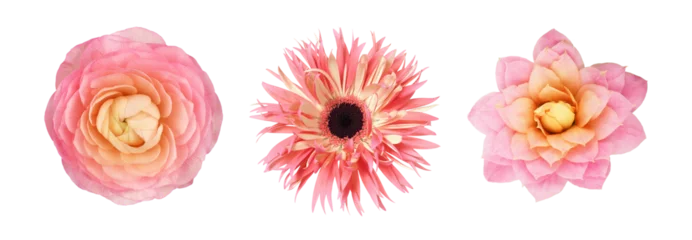 Foto op Canvas Set of different pink flowers (ranunculus  gerbera  kalanchoe) isolated on white or transparent background. Top view. © Ortis
