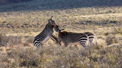 Mountain zebras in karoo Nationa Park fighting.