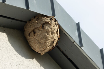 Nest der Asiatischen Hornisse (Vespa velutina)