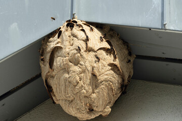 Nest der Asiatischen Hornisse (Vespa velutina)