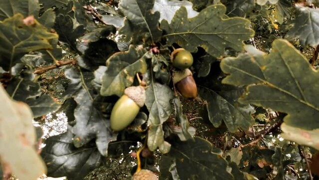 Detailed Macro Shot of European Oak Leaf and Acorn