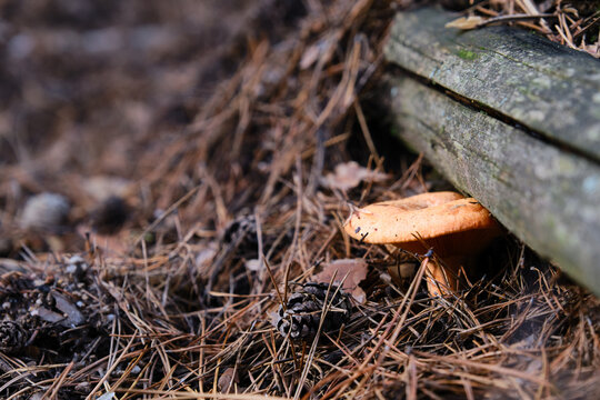 Mushroom grows in nature, lactarius deliciosus. Closeup