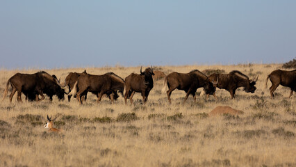 Black wildebeest crazing in Mountain Zebra National Park.