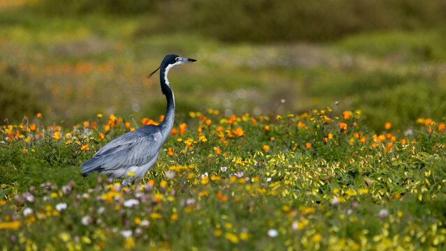 A black headed heron in a sea of wild flowers.