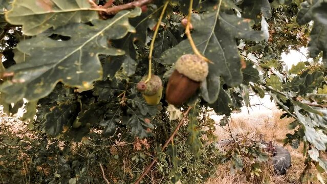 Detailed Macro Shot of European Oak Leaf and Acorn