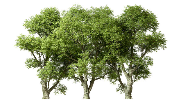 Greenery rainforest trees lined cutout transparent backgrounds 3d rendering png