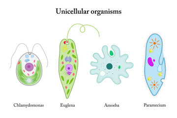 Unicellular organisms. Chlamydomonas, Euglena, Amoeba, Paramecium.