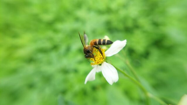 Wasp on flower