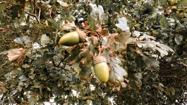 Detailed Macro Shot of European Oak Leaf and Acorn